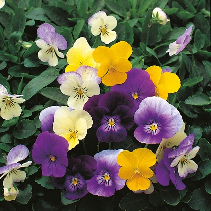 Picture of Viola - Crown Blended Mixture